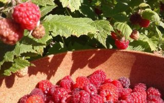 Fresh raspberries picked and collected in a bowl, with ripe berries still on the bush in the background.