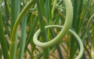 A garlic scape forming a distinctive spiral shape amidst growing plants.