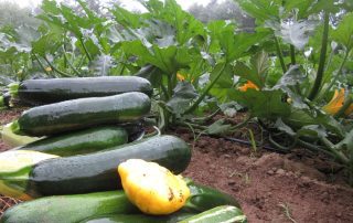 A pile of freshly harvested zucchini with blooming zucchini plants in the background.