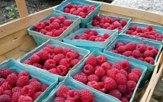 A wooden basket filled with fresh raspberries in small green cartons.