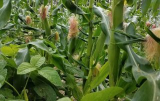 Corn plants growing in a field.