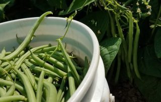 A bucket full of green beans in a garden.