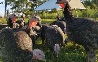 A group of turkeys standing in a field.