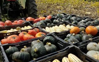 Various kinds of vegetables  