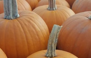 Many pumpkins are lined up in a row.