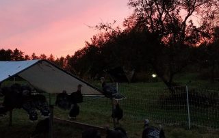 A group of turkeys standing under a tent at sunset.