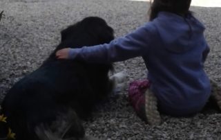 A little girl petting a black and white dog.