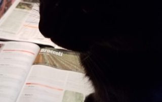 A black cat looking at a book on a table.