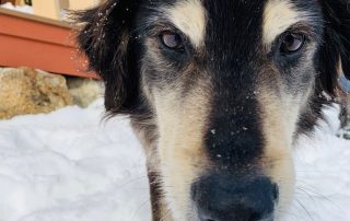 A dog is standing in the snow next to a house.