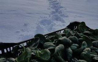 A basket of fresh spinach in the foreground with footprints leading through snow towards a greenhouse in the background at dusk.