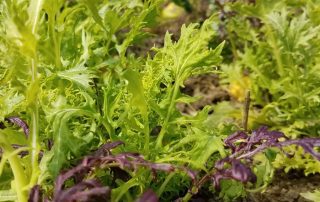 Rows of young, green and purple lettuce plants growing in a greenhouse.