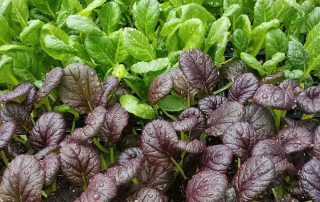 Rows of green and purple leafy vegetables with dew drops on their leaves.