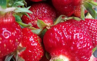 Fresh strawberries
