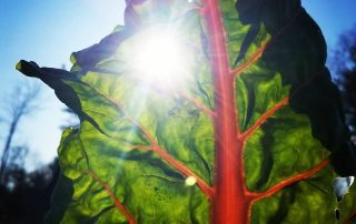 The sunlight peeking through the leaf