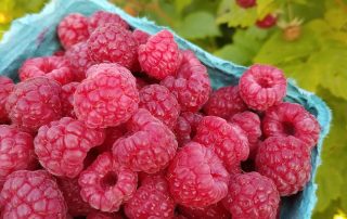 Raspberries