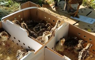 Baby turkeys in boxes
