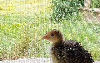 A young turkey