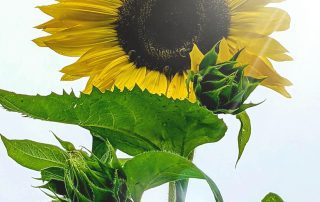 A sunflower