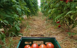 Picking tomatoes