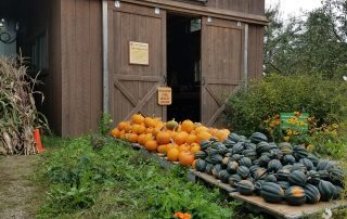 Pumpkins and squashes