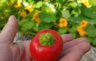 Holding a tomato