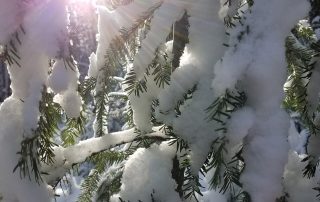 Snow-covered leaves