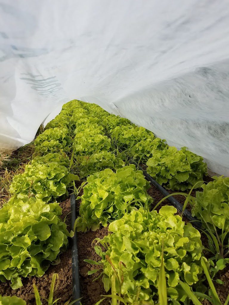 Planted vegetables  