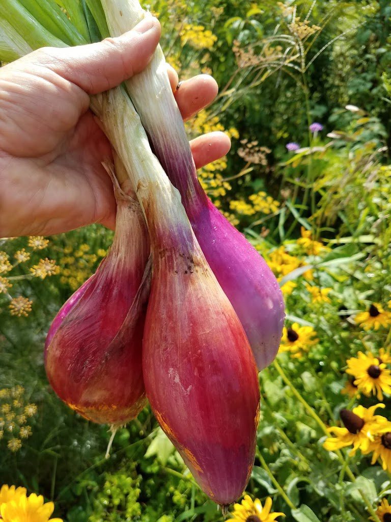 A hand holding a bunch of purple onions in a field