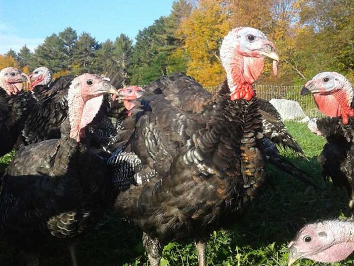 Turkey