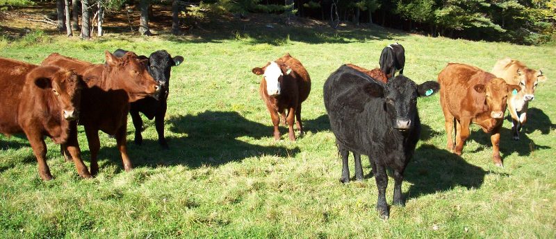 Cows on the field