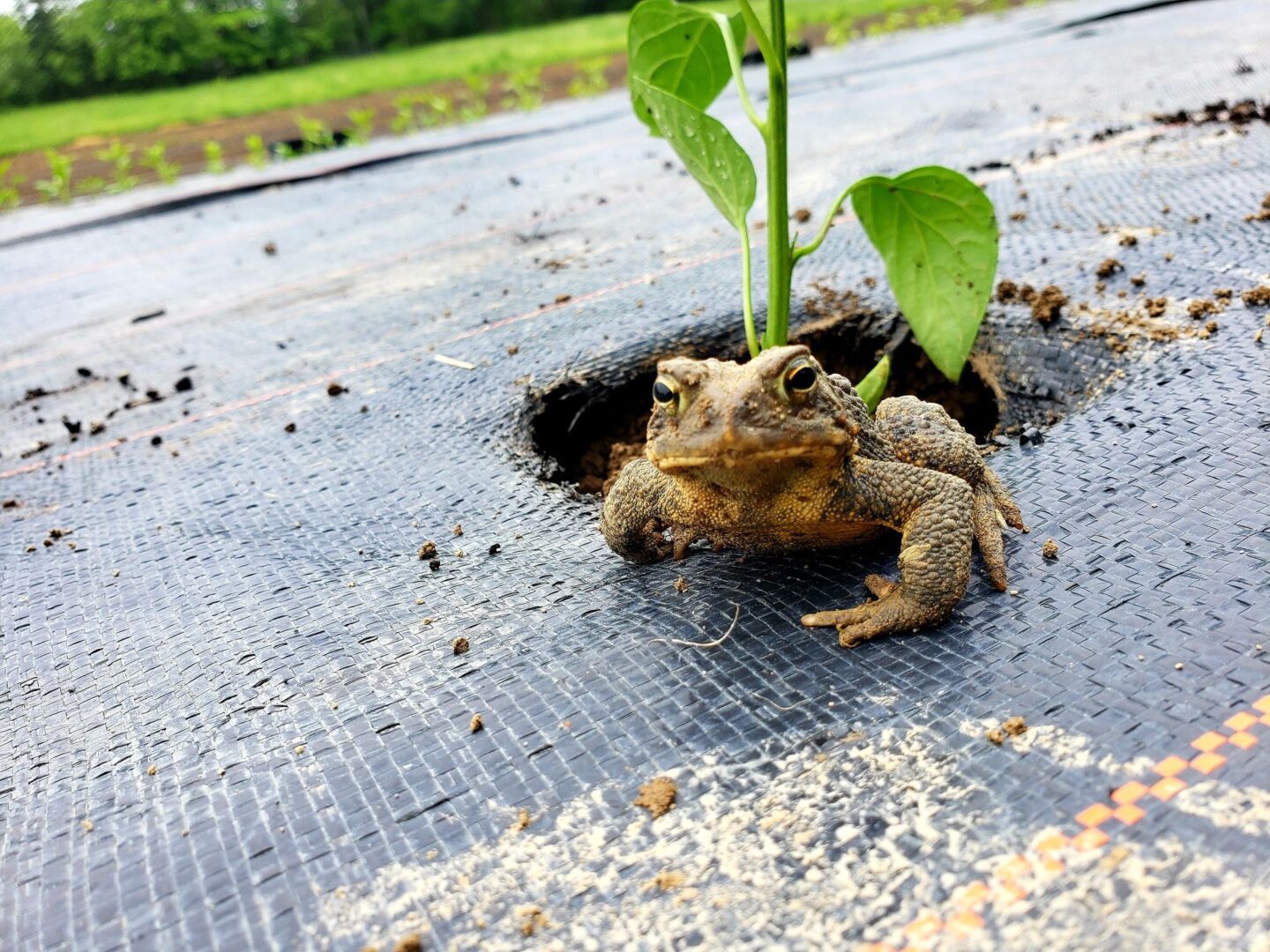 A closeup shot of a frog in front of a plant