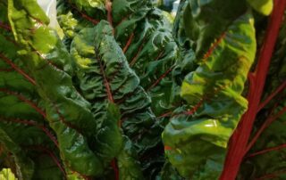 Leafy vegetables growing in a field