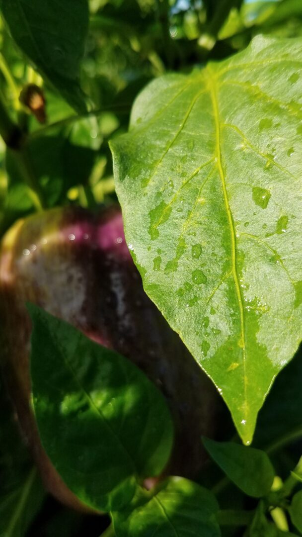 A closeup shot of Leaves of our crops