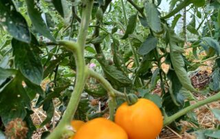 A closeup shot of tomatoes growing in plant