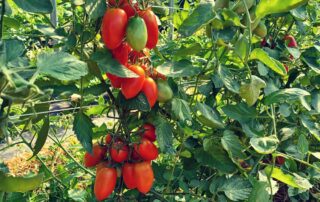 A closeup shot of Juliet tomatoes in plants