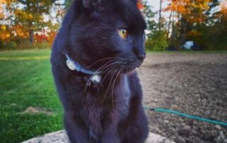 A black cat looking sideways standing on a stone