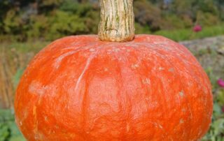 A large pumpkin