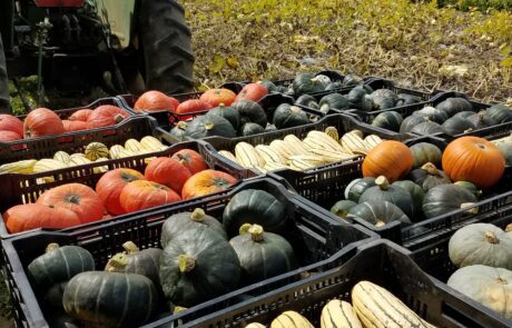 A bunch of vegetables harvested and ready for transport