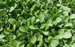 A closeup shot of a lot of green leaves
