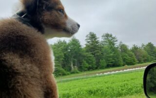 A dog looking out of the window of a car