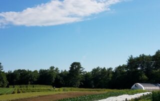 A farming field on a sunny day