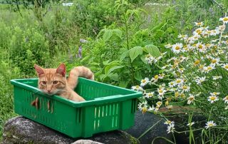 A cat in a green plastic tub with plants in the background