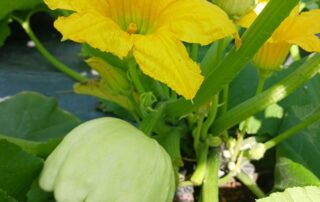 A yellow flower on a plant in a farm