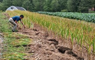 A farmer is harvesting his crops