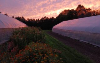 lots of flowers with a sunset happening