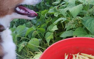 A dog with plants in front of it