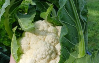 A person holding a cabbage up close