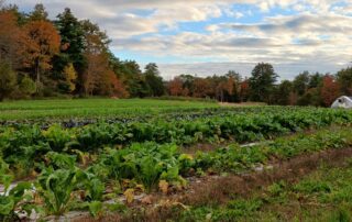 A vegetable farm with rows of crops on a cloudy day, with a backdrop of trees showing autumn foliage.