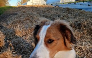 A brown and white dog with a red bandana standing in front of straw with greenhouses in the background during golden hour.