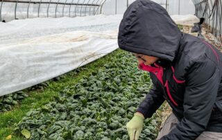 A person harvesting spinach in a greenhouse.